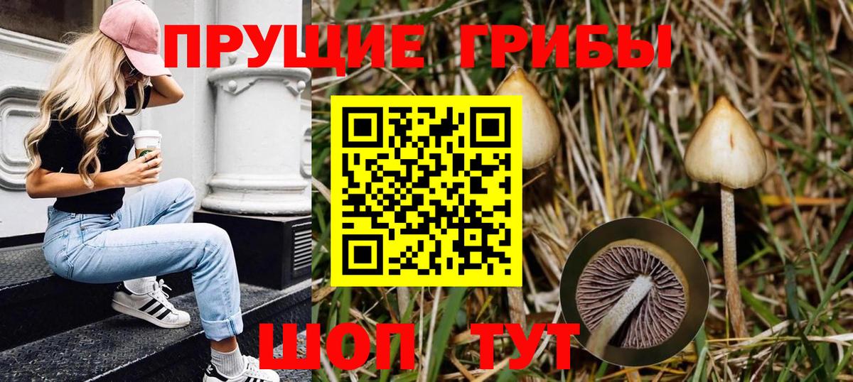 Псилоцибиновые грибы Cubensis Валуйки